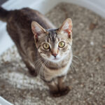 Кошачий лоток