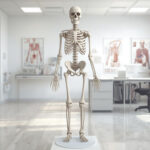 Сколько костей у человека