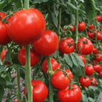 Бобкат томат: опис сорту і вирощування