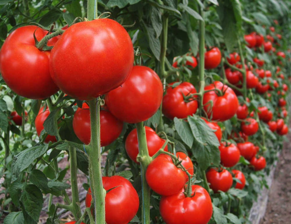 Бобкат томат: опис сорту і вирощування