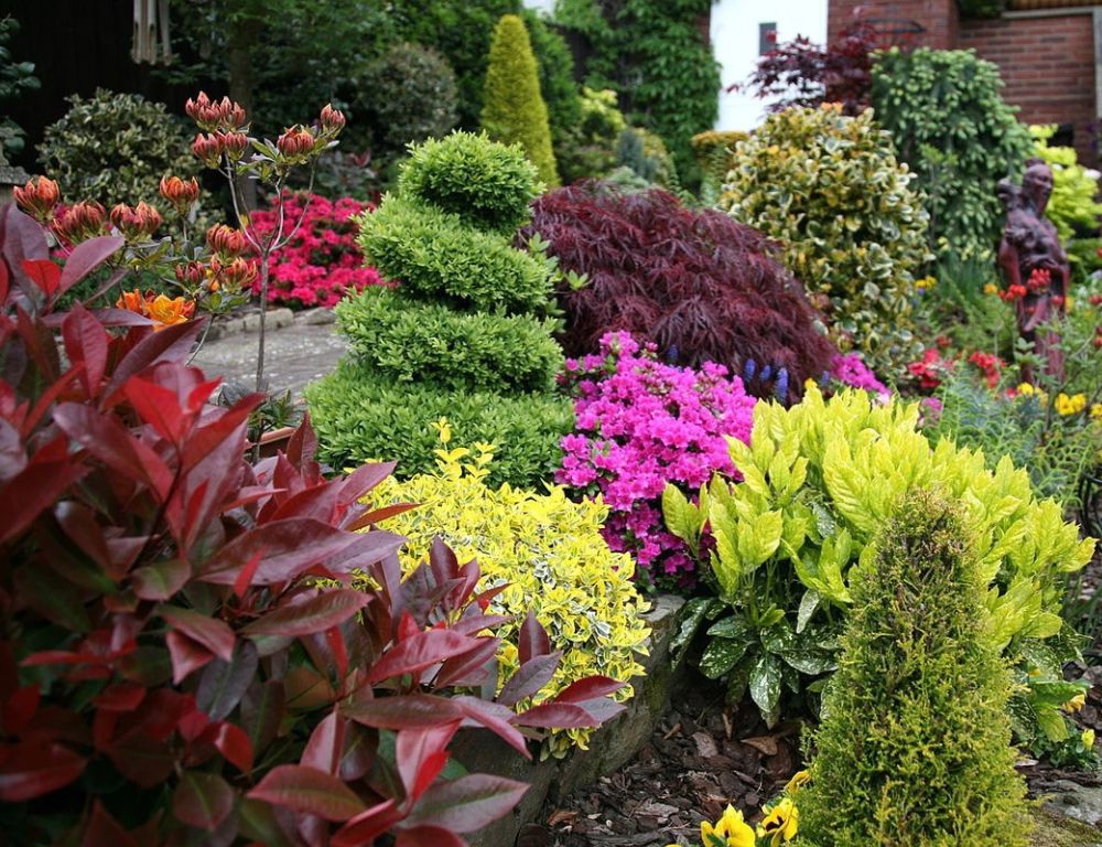 Рослини для озеленення саду