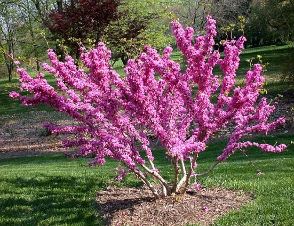 Декоративні дерева